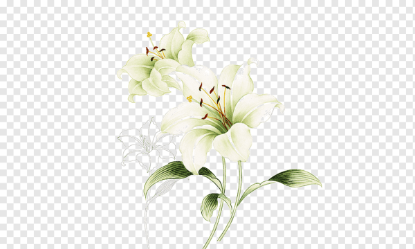 Лилия беж цветок растение на белом фоне