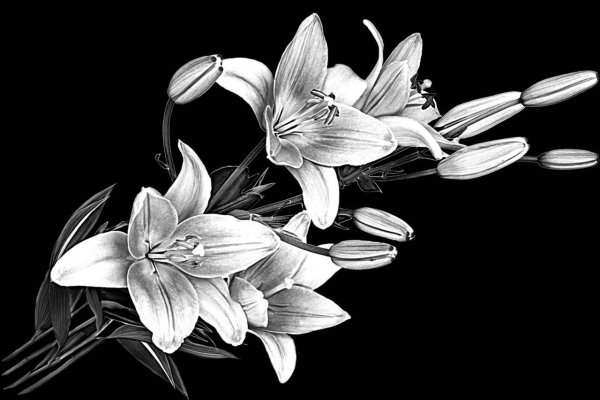 Цветы для гравировки