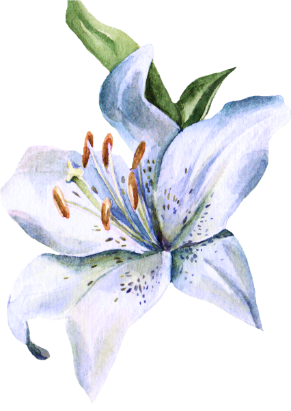 Лилия рисунок