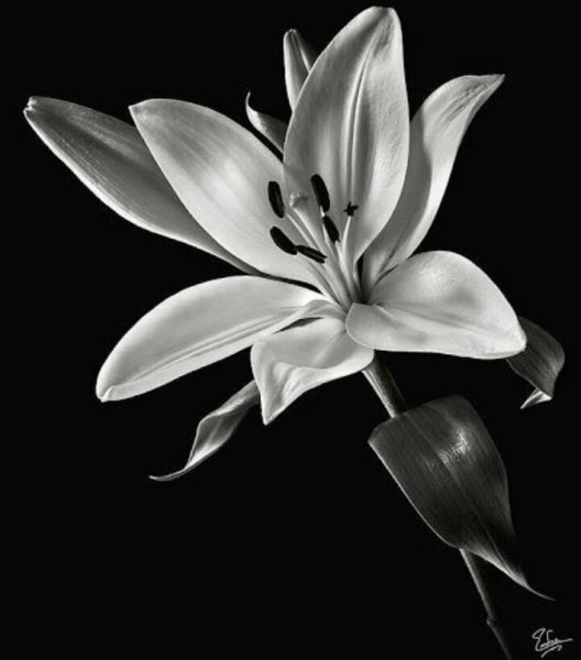 Лилия черно белая