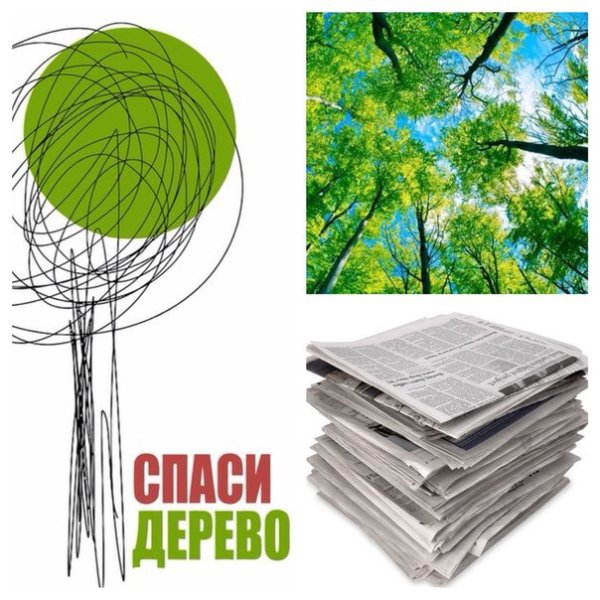 Сбор макулатуры дерево
