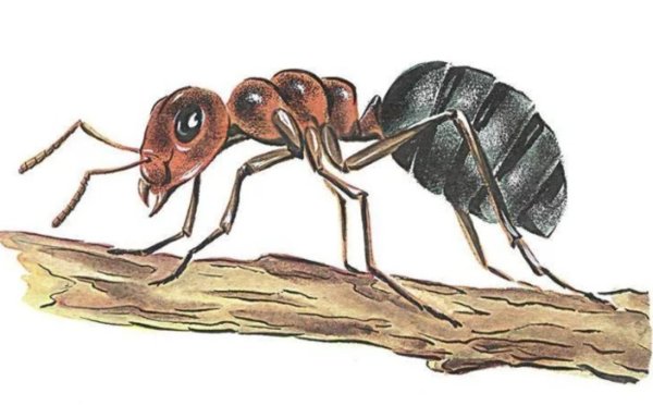 Муравей иллюстрация