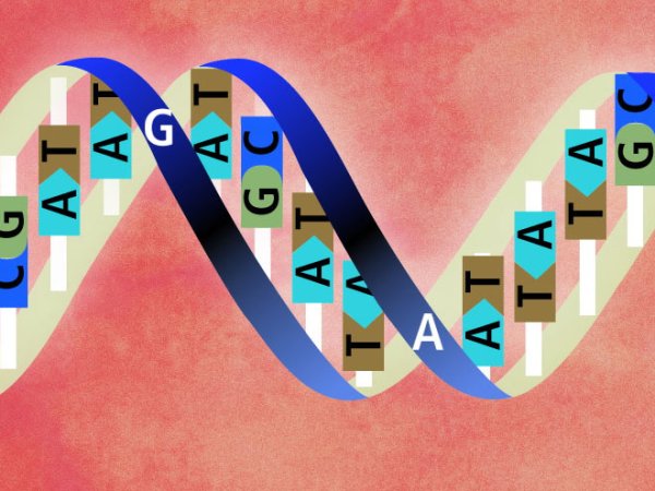 Кодирование ДНК