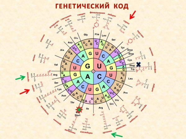 Генетический код система записи генетической информации в виде