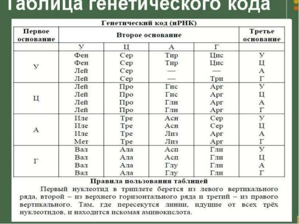 Генетический код нуклеотиды таблица