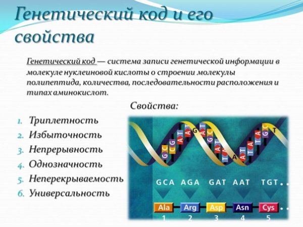 Как выглядит код ДНК