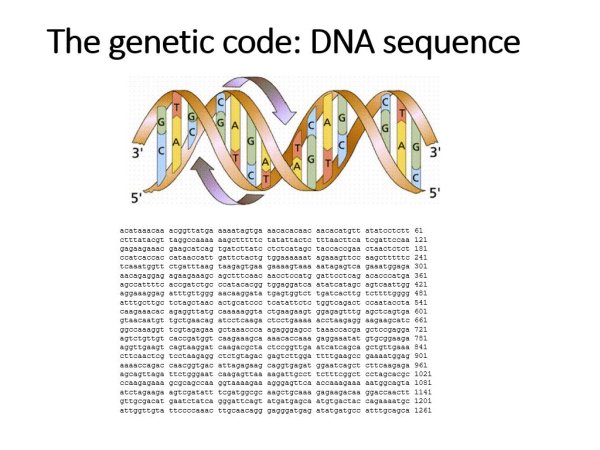 Таблица триплетов генетического кода