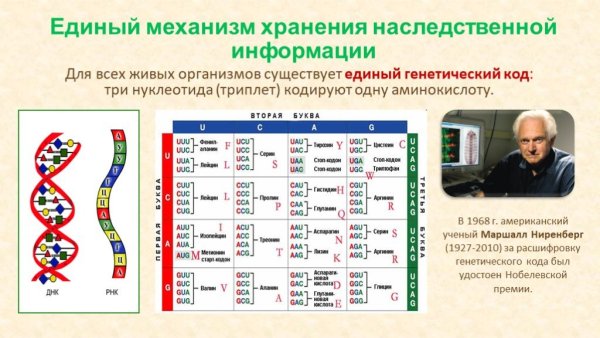 Вырожденность генетического кода таблица