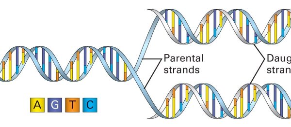 Генетический код