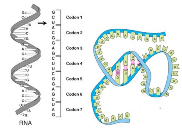 Таблица триплетов генетического кода и РНК
