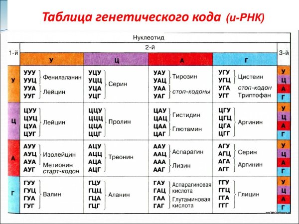 Таблица кодонов аминокислот РНК