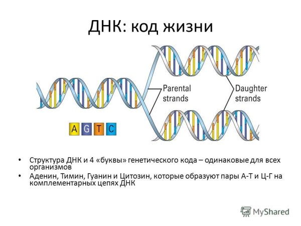 Генетический код таблица по биологии 9 класс