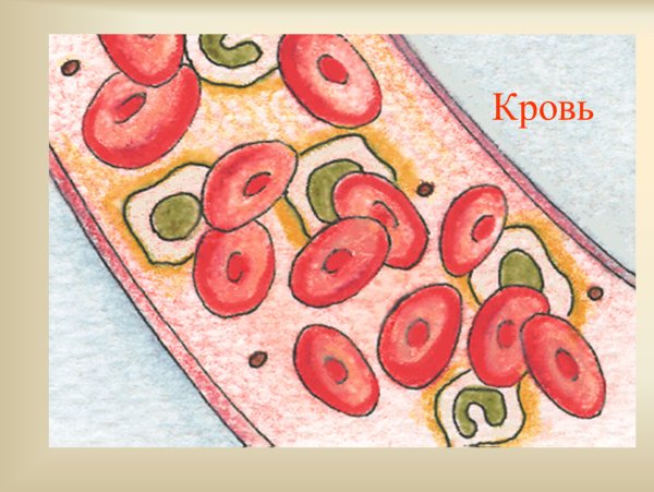 Кровь биология