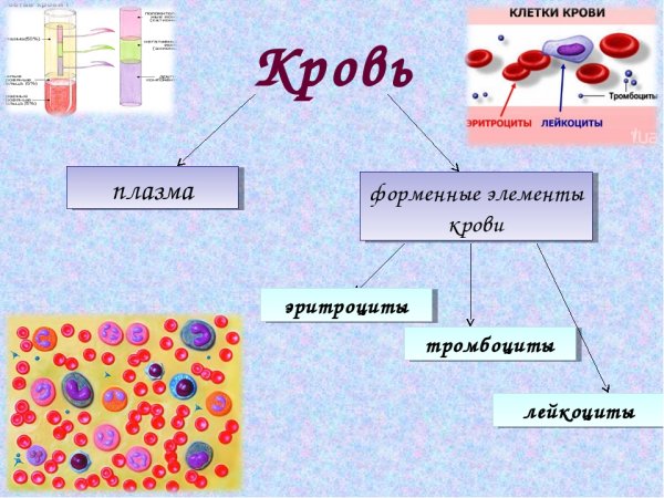 Строение клеток крови рисунок