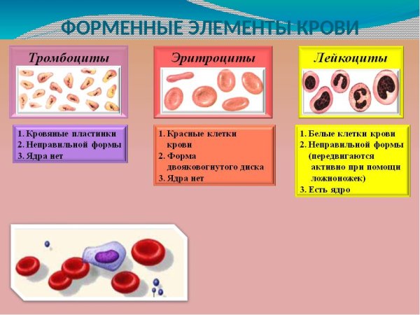 Кровь состав и функции крови биология 8 класс