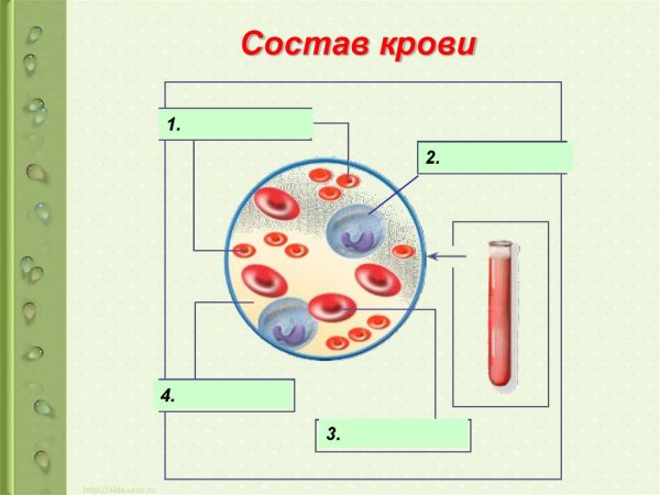 Схема внутренняя среда организма 8 класс