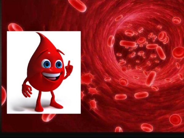 Кровь биология для презентации