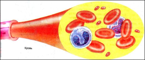 Кровь биология