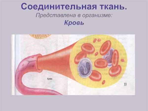 Соединительная ткань кровь человека