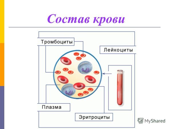 Состав крови человека 8 класс биология