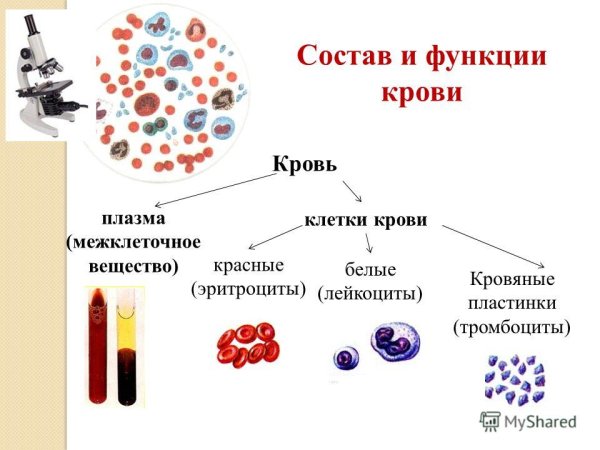 Клетки крови их строение и функции