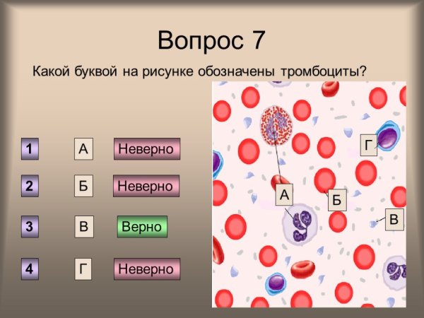 Тромбоциты рисунок