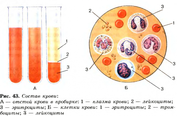 Зарисовать строение клетки крови