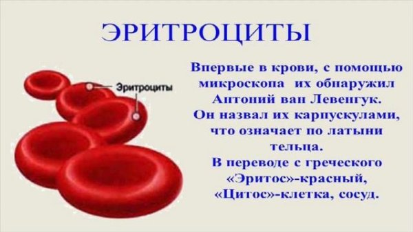 Эритроциты биология 8 класс биология