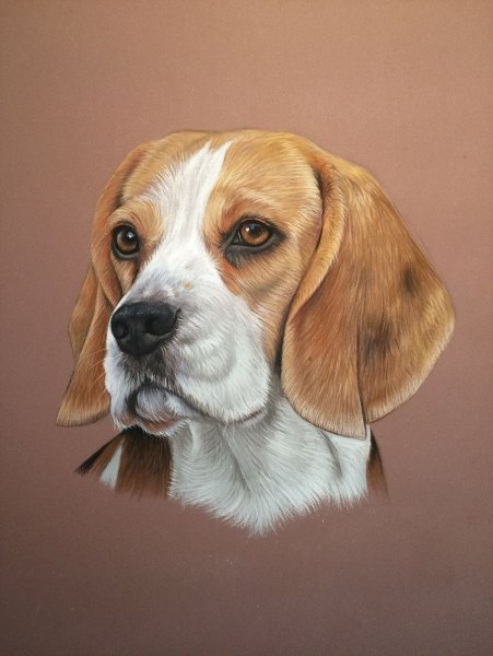 Бигль собака картины