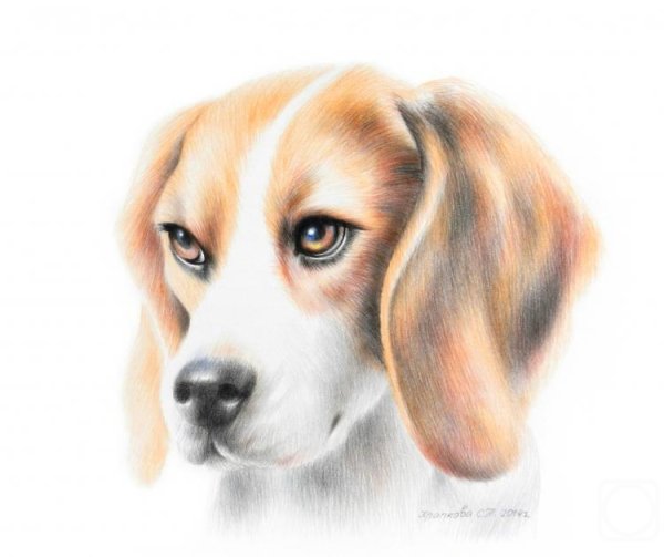 Собака Бигль карандашом
