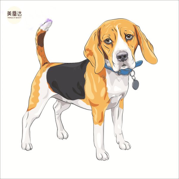 Порода собак Бигль рисунок