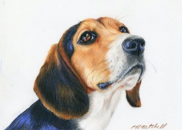 Собака цветными карандашами Бигль