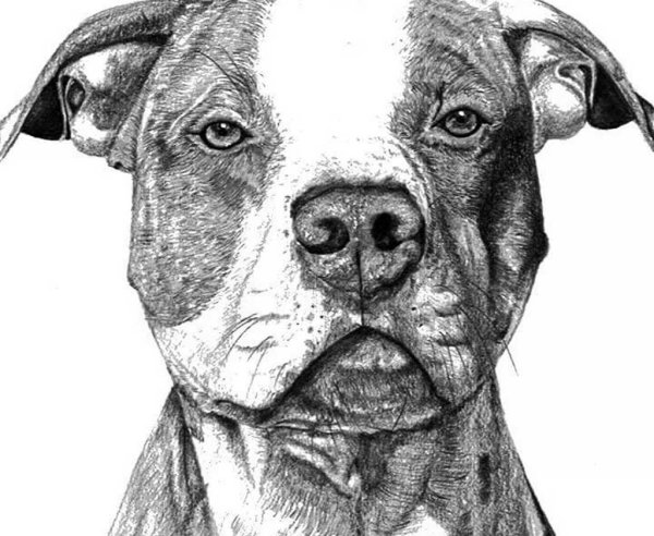 Питбуль карандашом