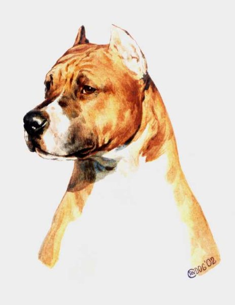 Американский стаффордширский терьер арт