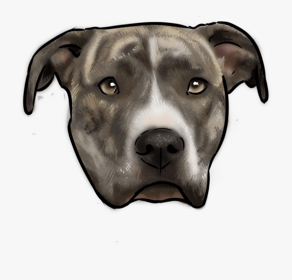 Тату питбуля эскизы