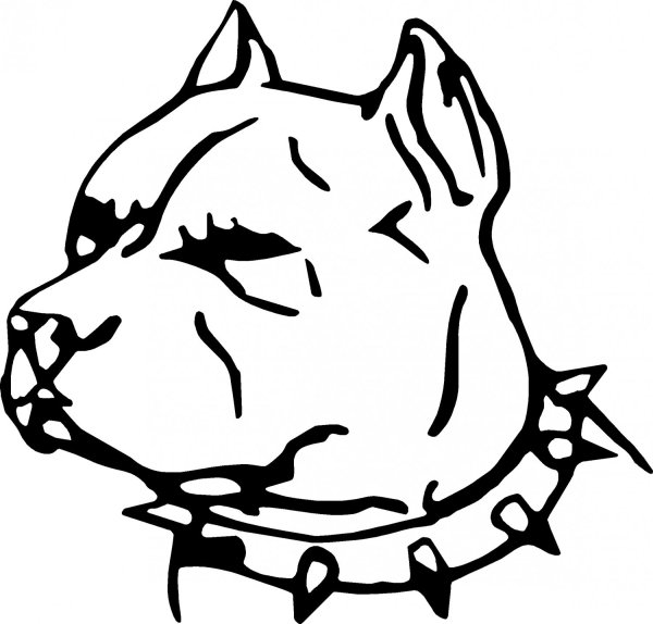 Американский стаффордширский терьер Art