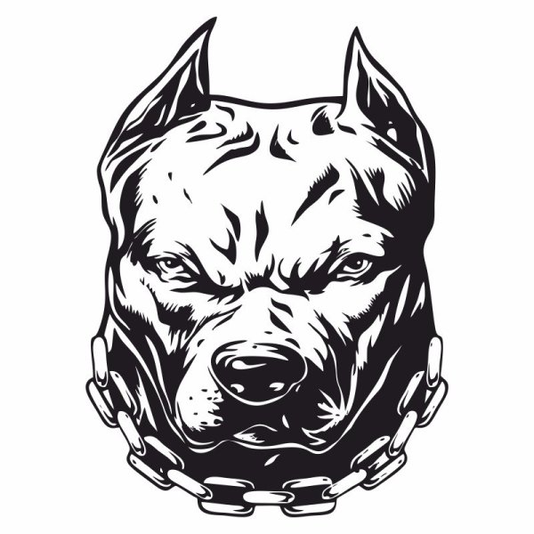 Американский стаффордширский терьер рисунок