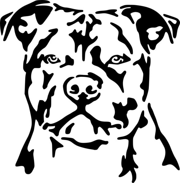 Стаффордширский терьер карандашом