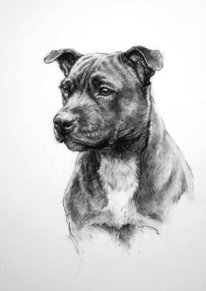 Американский стаффордширский терьер рисунок карандашом