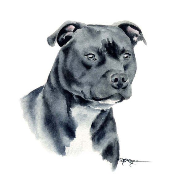 Американский стаффордширский терьер Art