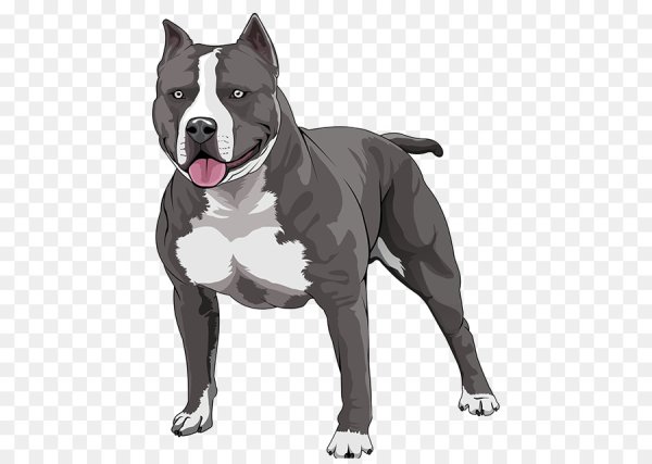 Питбуль Графика