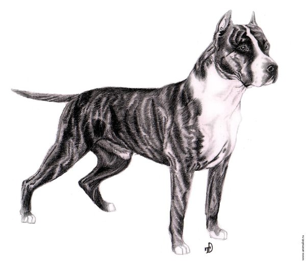 Американский питбультерьер раскраска