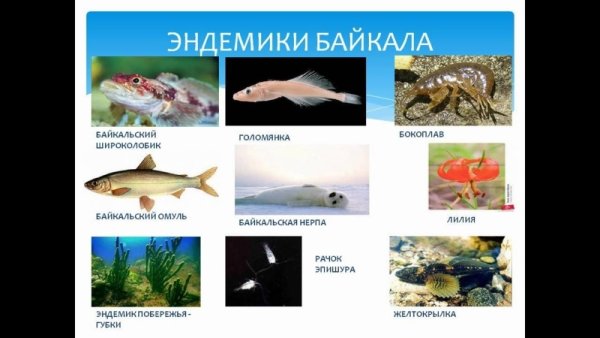 Эндемики озера Байкал
