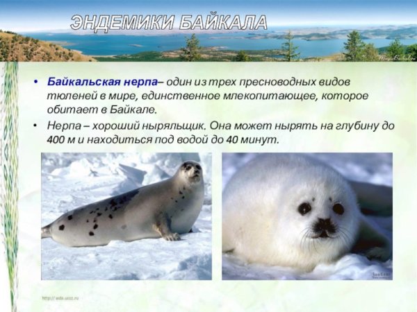 Эндемики озера Байкал