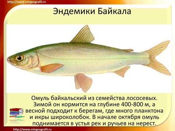 Обитатели эндемики озера Байкал