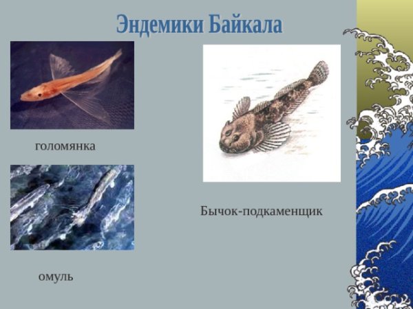 Эндемики Байкала Голомянка