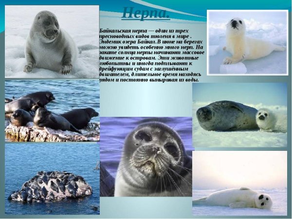 Байкальская Нерпа красная книга