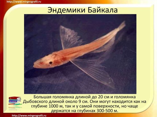 Обитатели эндемики озера Байкал