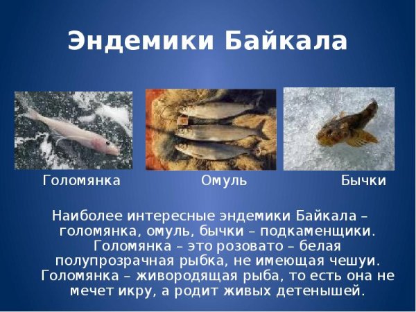 Эндемики Байкала Голомянка