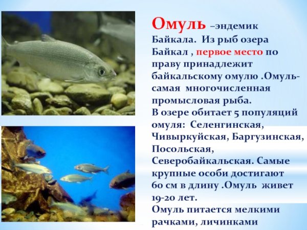 Байкальский омуль эндемик